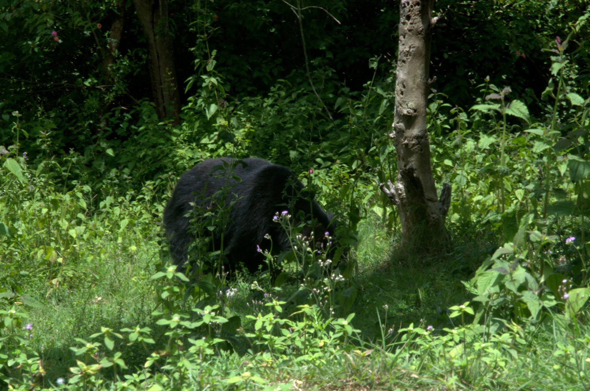 11717540_1476354409342446_4980408611906057684_o