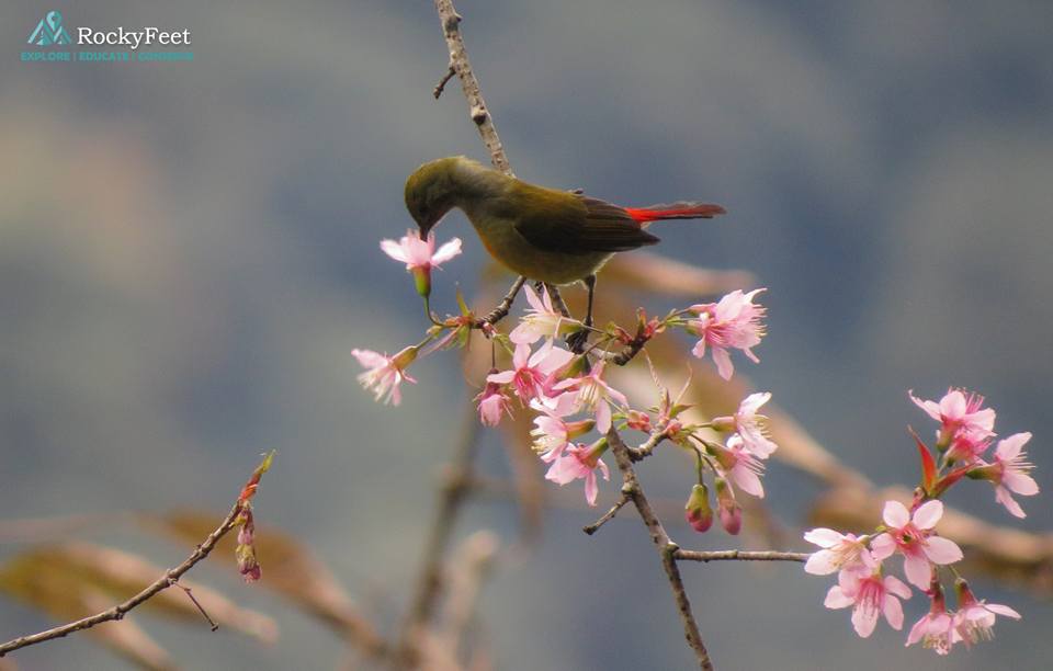 A female Fire-tailed Sunbird