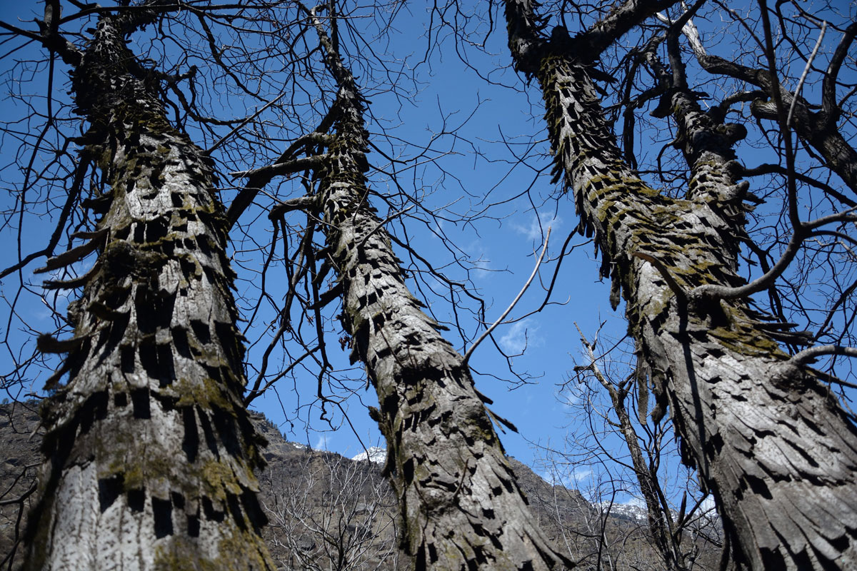 Tree bulks in winter
