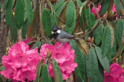 Birding diaries | Singalila National Park | Sandakphu & Phalut
