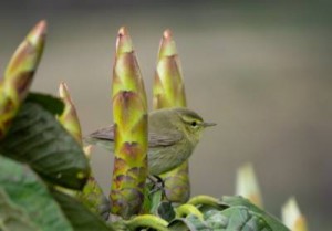 Birding diaries | Singalila National Park | Sandakphu & Phalut