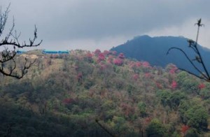 Birding diaries | Singalila National Park | Sandakphu & Phalut