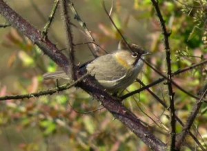 Birding diaries | Singalila National Park | Sandakphu & Phalut