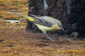 Birding diaries | Singalila National Park | Sandakphu & Phalut