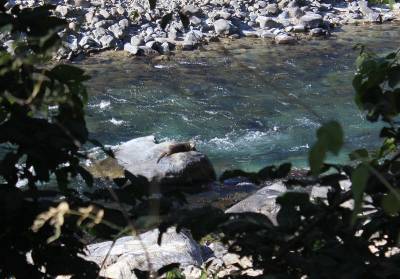 b2ap3_thumbnail_otter