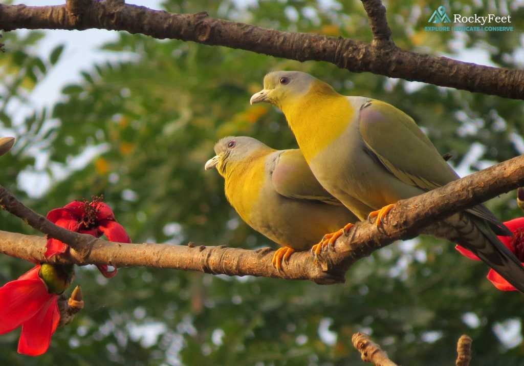 A pair of courting Green Pigeons in Spring 2015