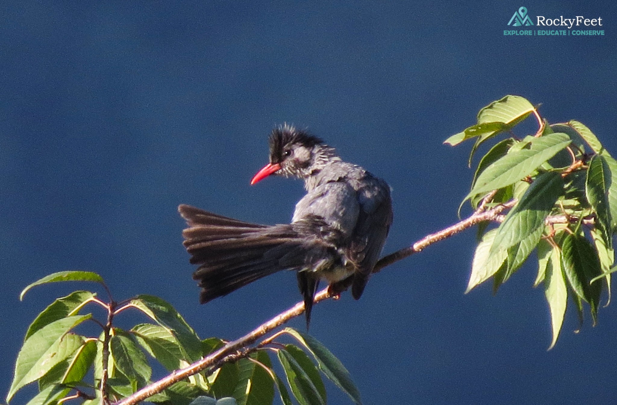 Himalayan Black Bulbul