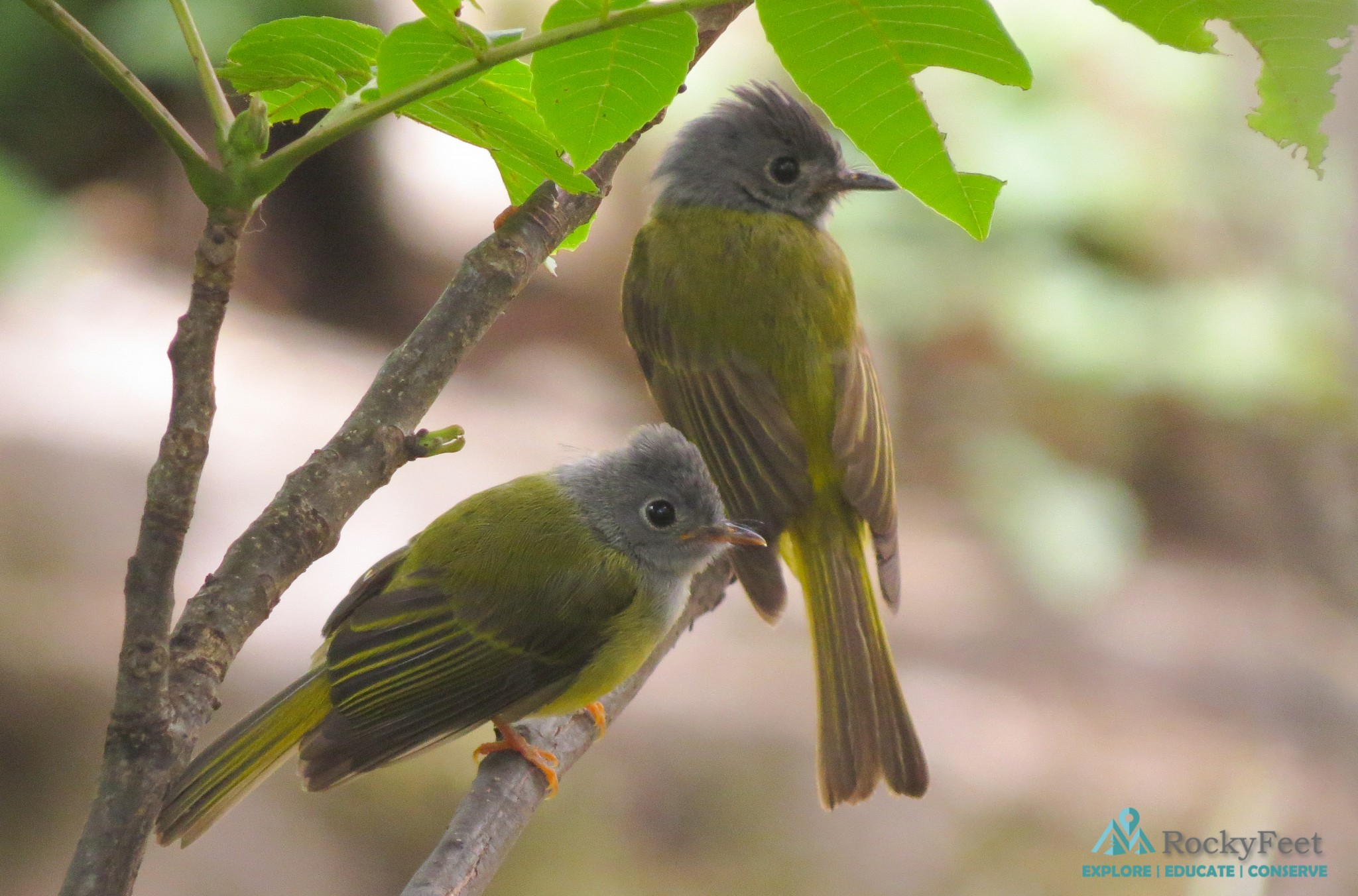 Grey Headed Canary Flycatcher