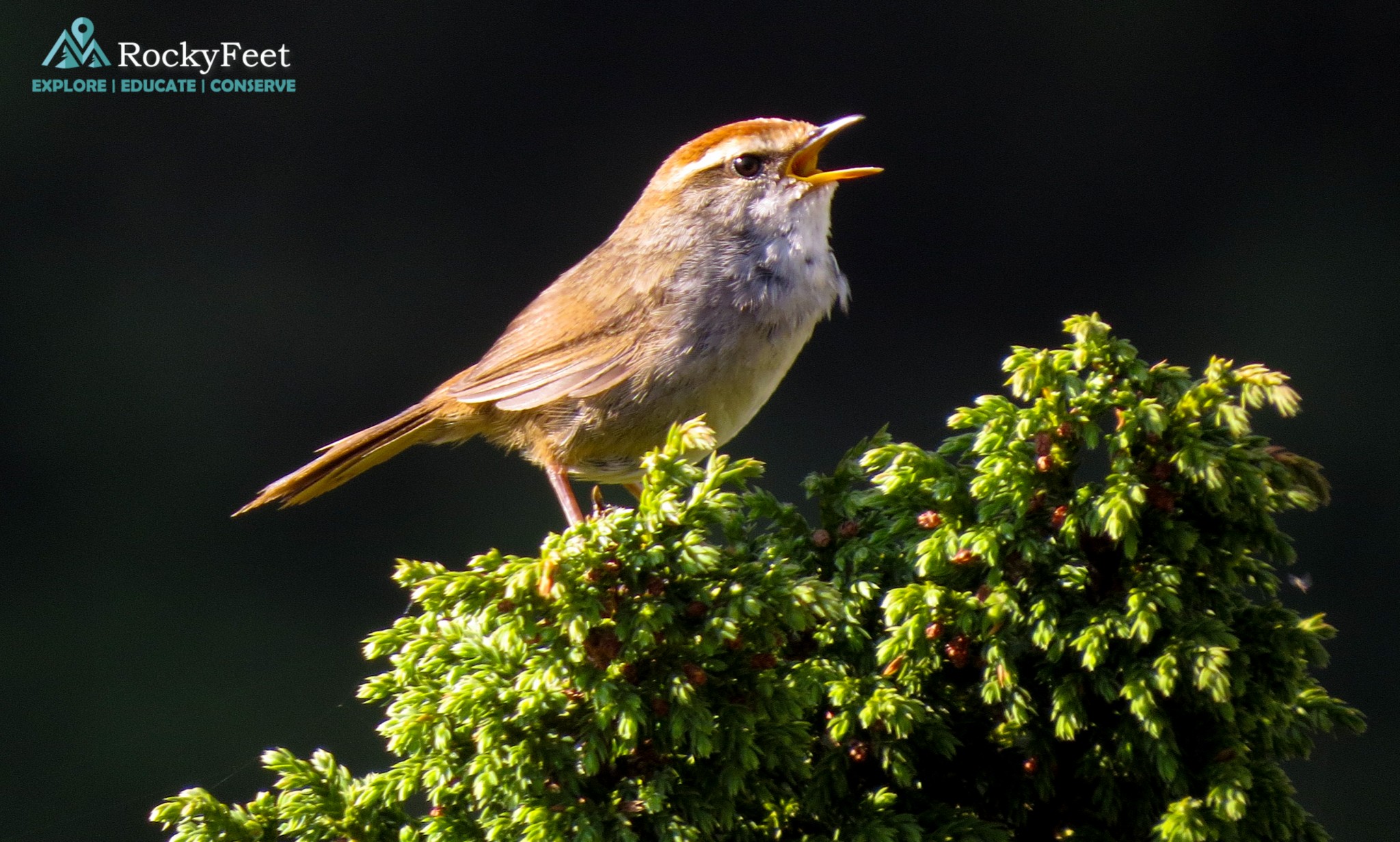 A Grey-sided Bush Warbler, a tiny shouter calling away from its perch on a Juniper. Taken on a beautiful morning at Mandani Valley on Day 6.