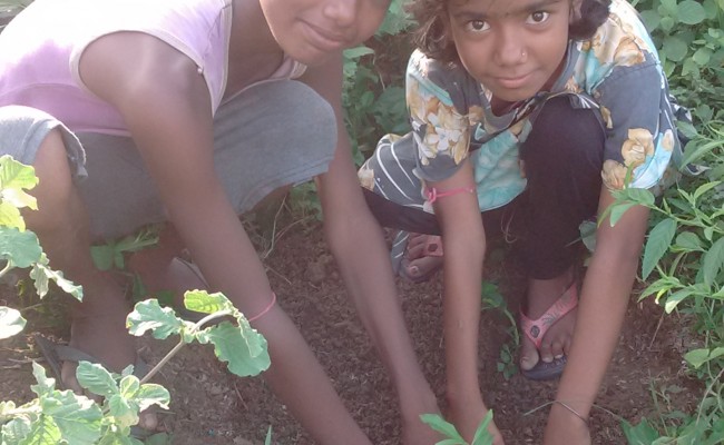 Tree Plantation Drive 1