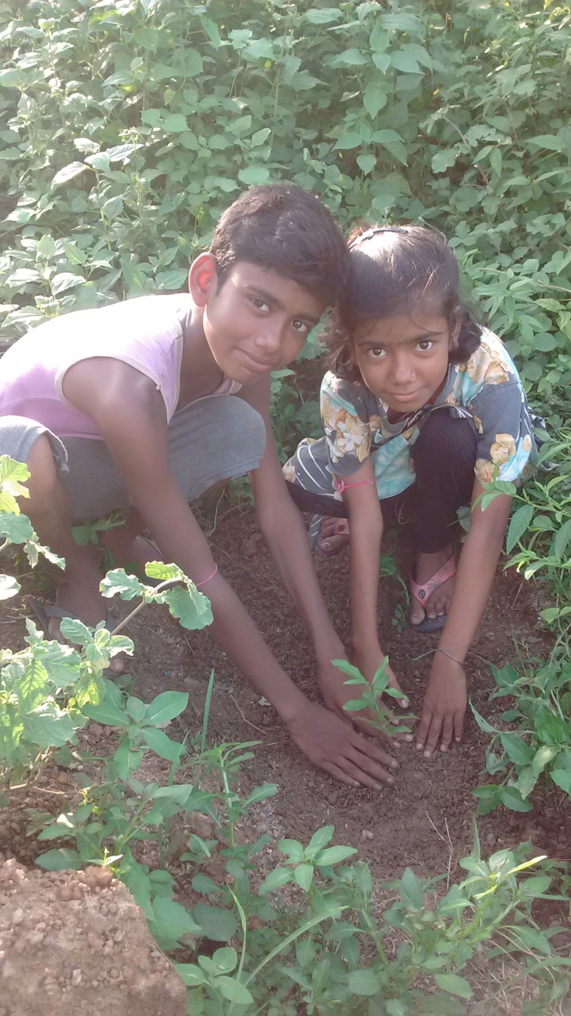 Tree Plantation Drive 1