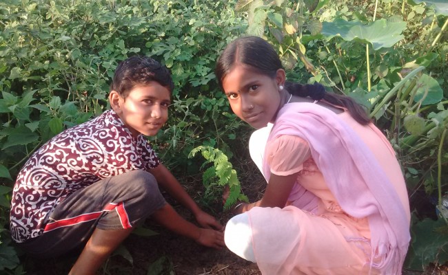 Tree Plantation Drive 2