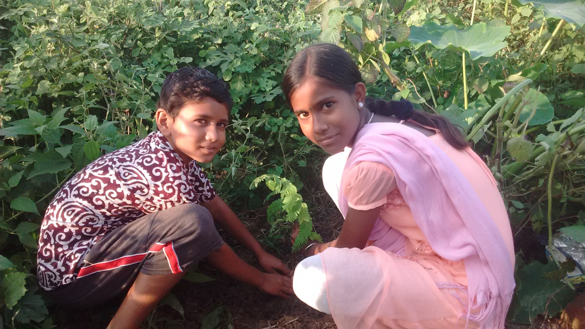 Tree Plantation Drive 2