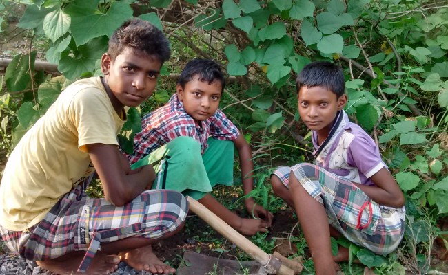 Tree Plantation Drive 3