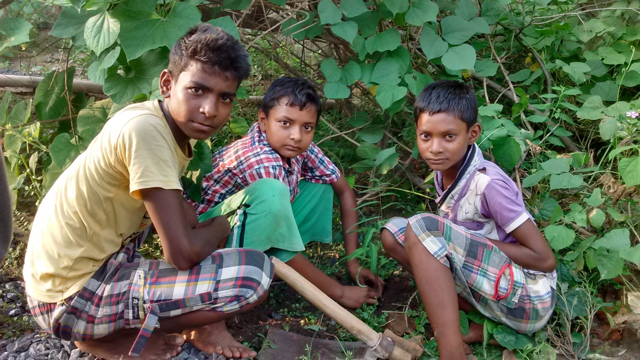 Tree Plantation Drive 3