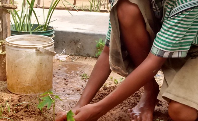 Tree Plantation Drive 5