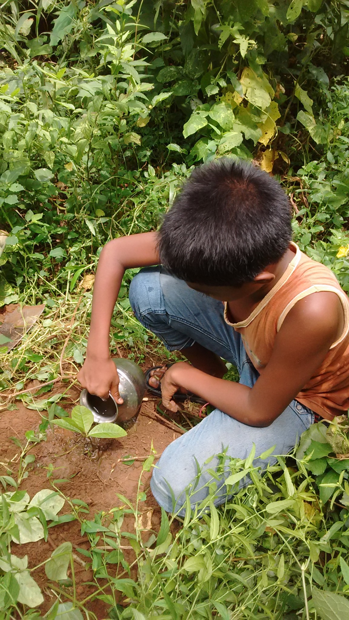 Tree Plantation Drive 6