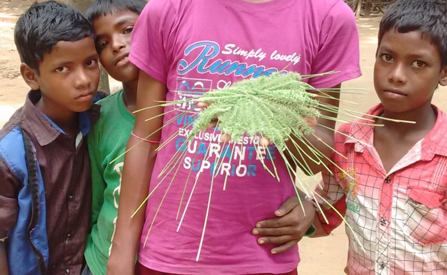 Tree Plantation Drive 9