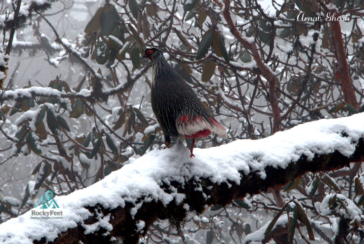 Blood Pheasant sikkim Kanchendzonga National Park