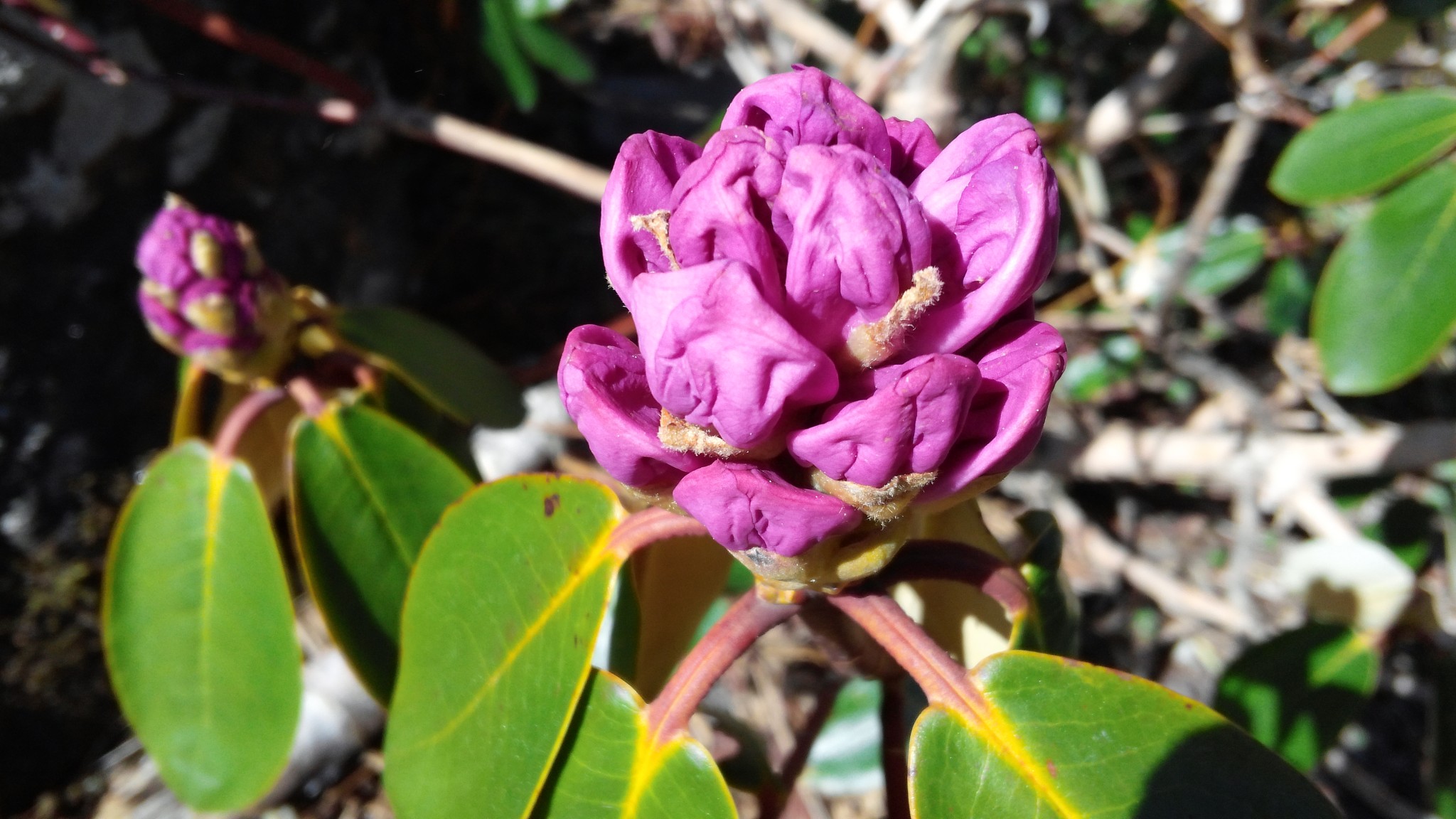 Found in Uttarakhand@Copyright Rockfeet.com