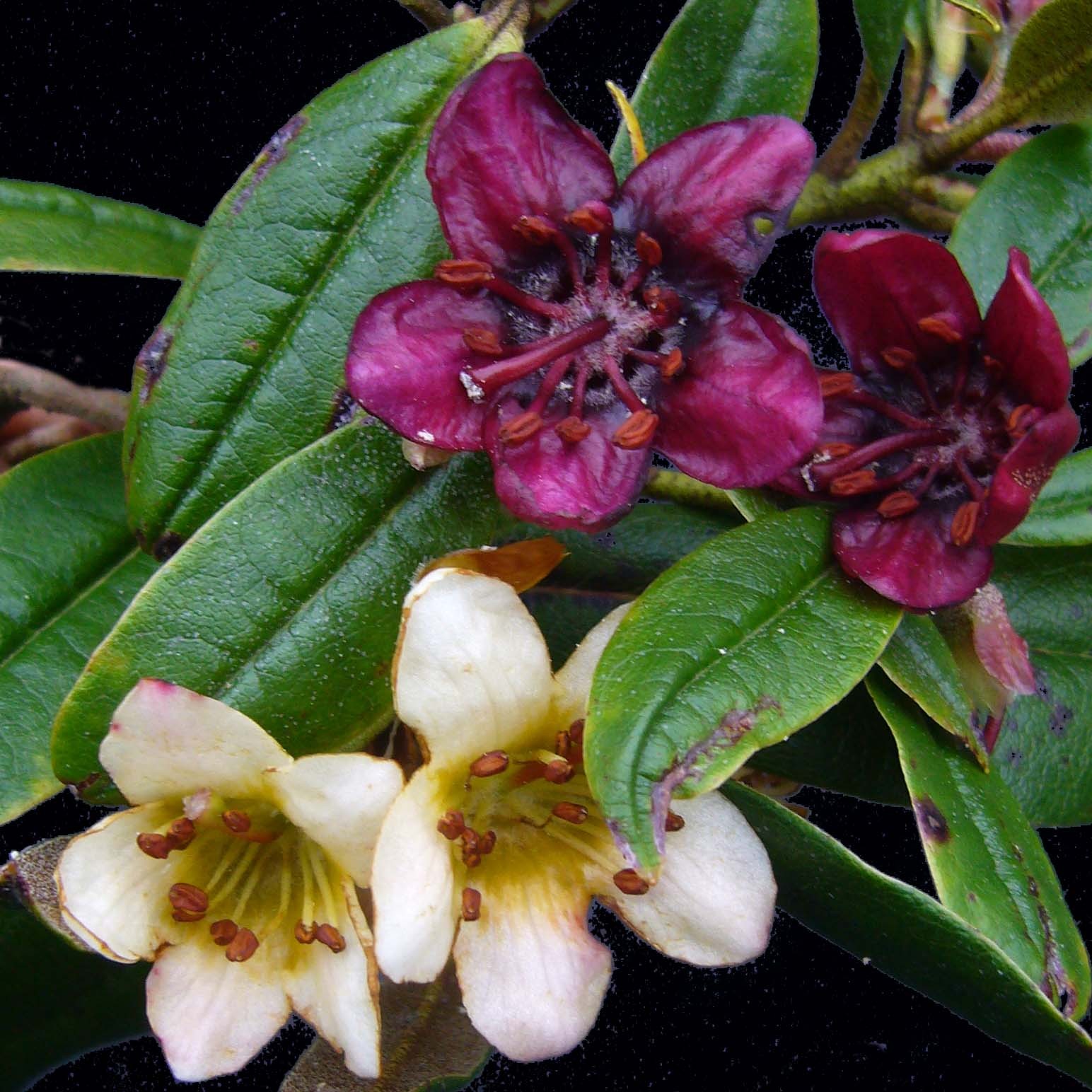 R.Camelliiflorum