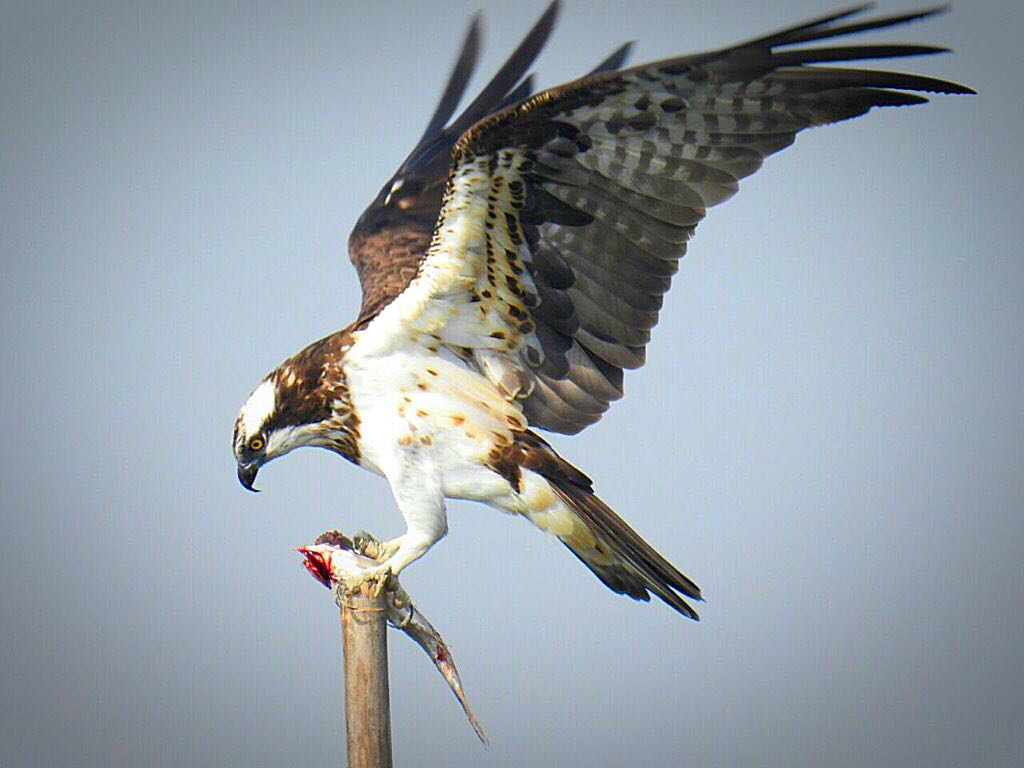 The mighty Osprey provided some of the moments of the day with a partially devoured fish in its talons