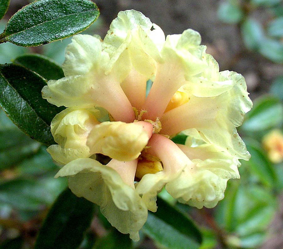 R. anthopogon hypenanthum