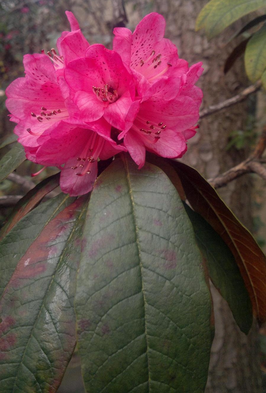 Rhododendron arboreum ssp cinnamomeum