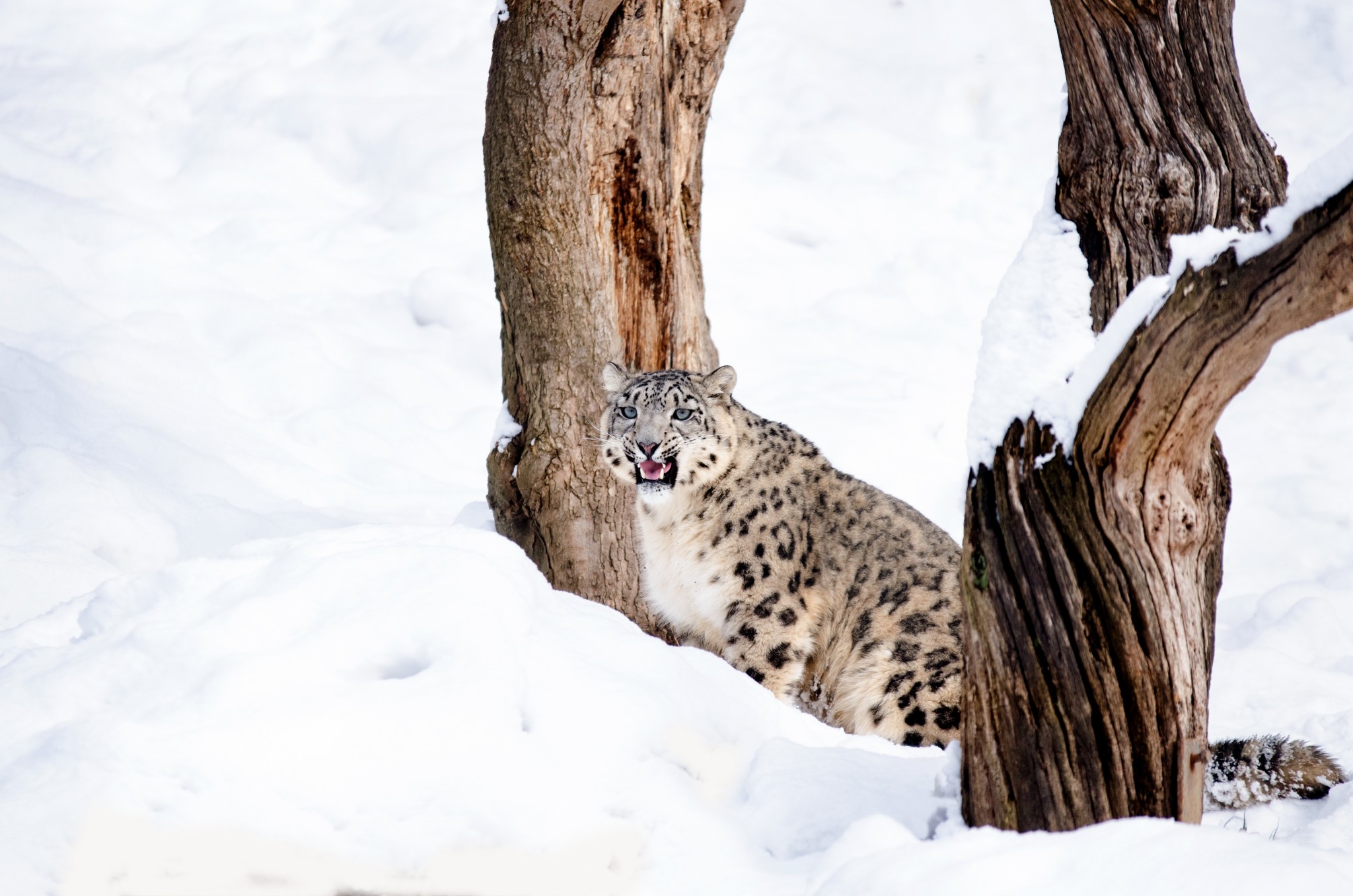 snow leopard trail hemis national park ,rockyfeet