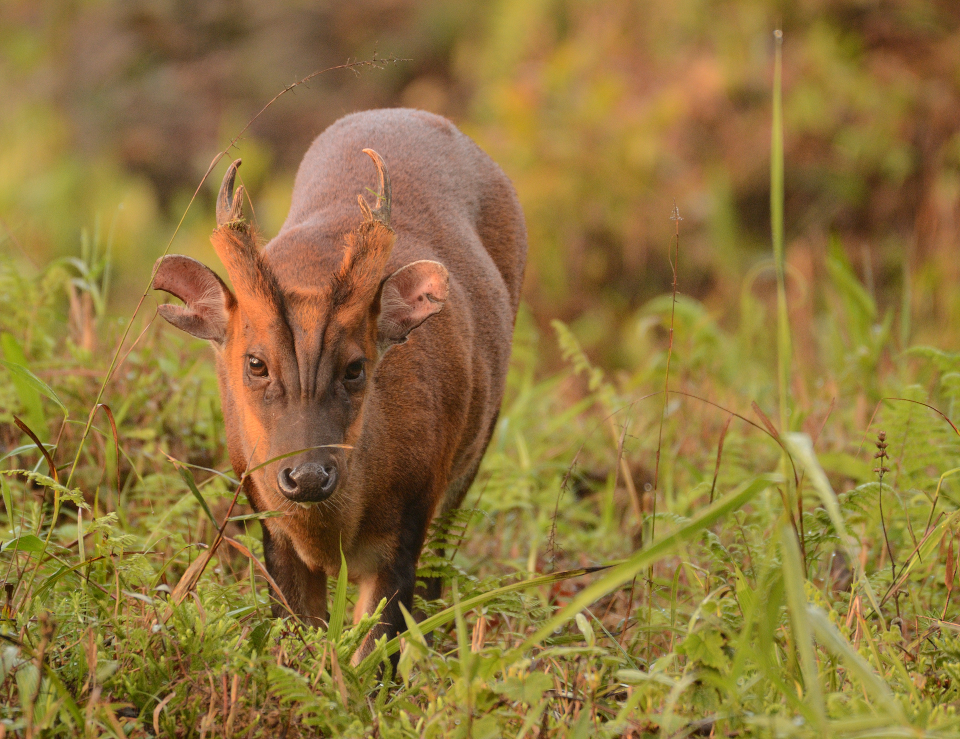 Latpanchar Birding Trail – Barking Deer