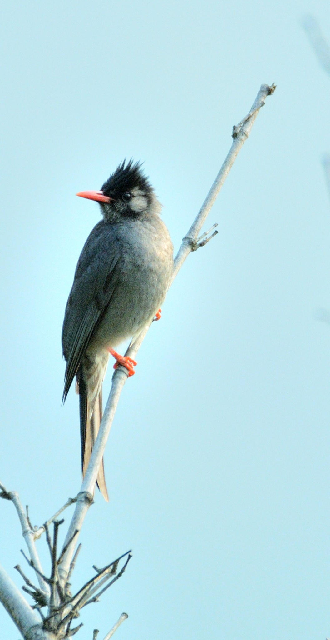 Latpanchar Birding Trail – Black Bulbul