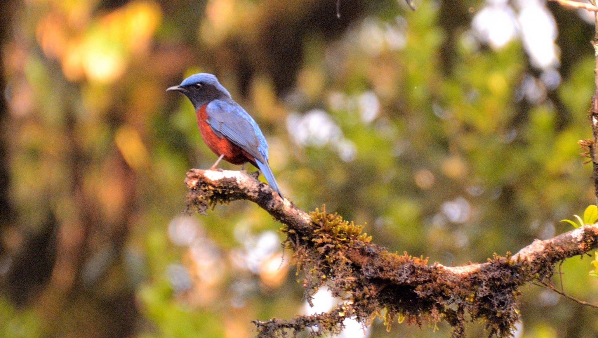 Latpanchar Birding Trail – Chestnut-bellied Rock Thrush (Male)