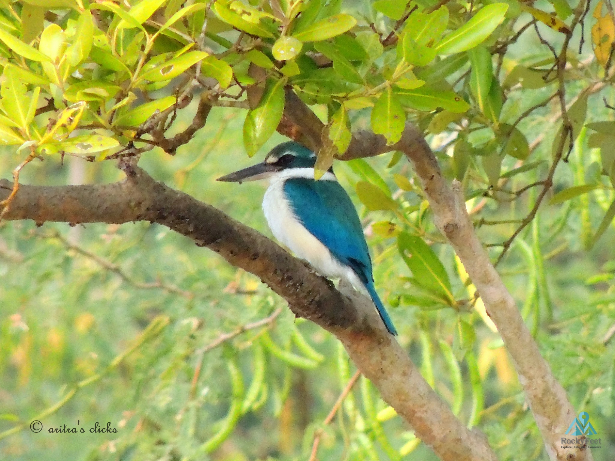 Collared Kingfisher – Sunderbans Wildlife Trail