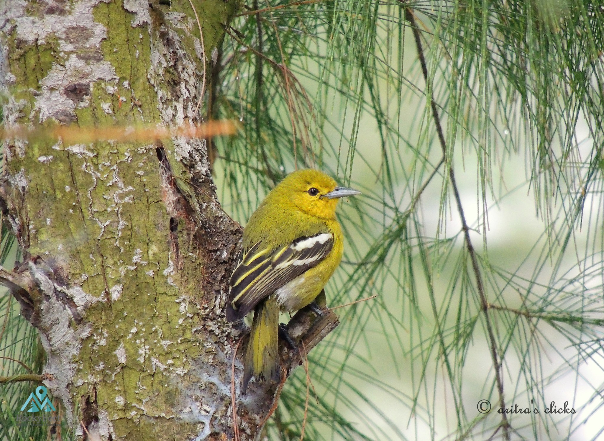 Common Lora – Sunderbans Wildlife Trail