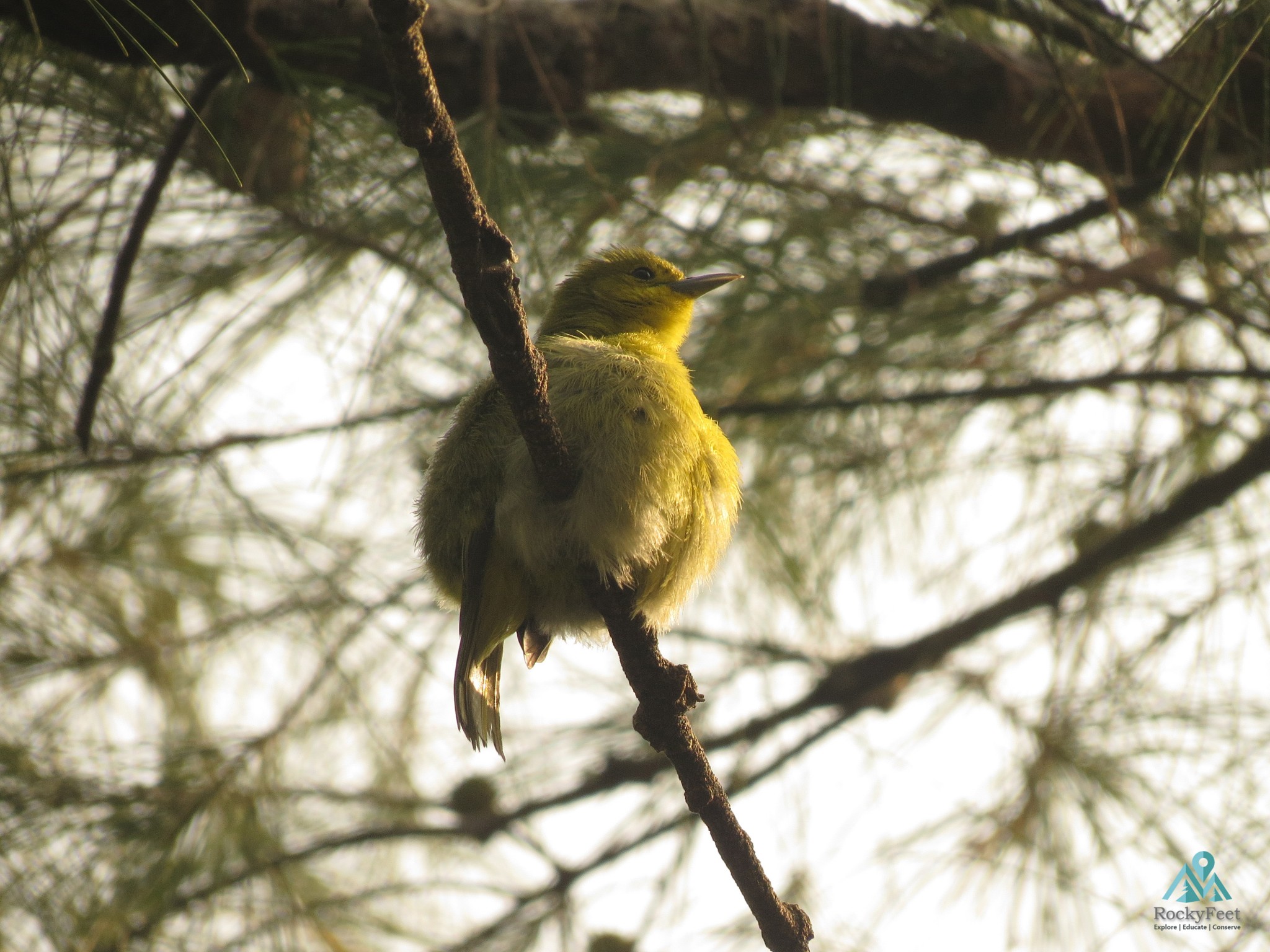 Common Lora 2 – Sunderbans Wildlife Trail