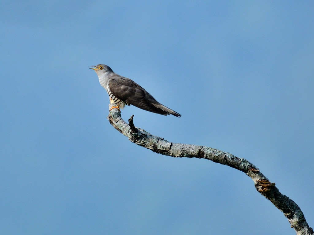 Indian Cuckoo