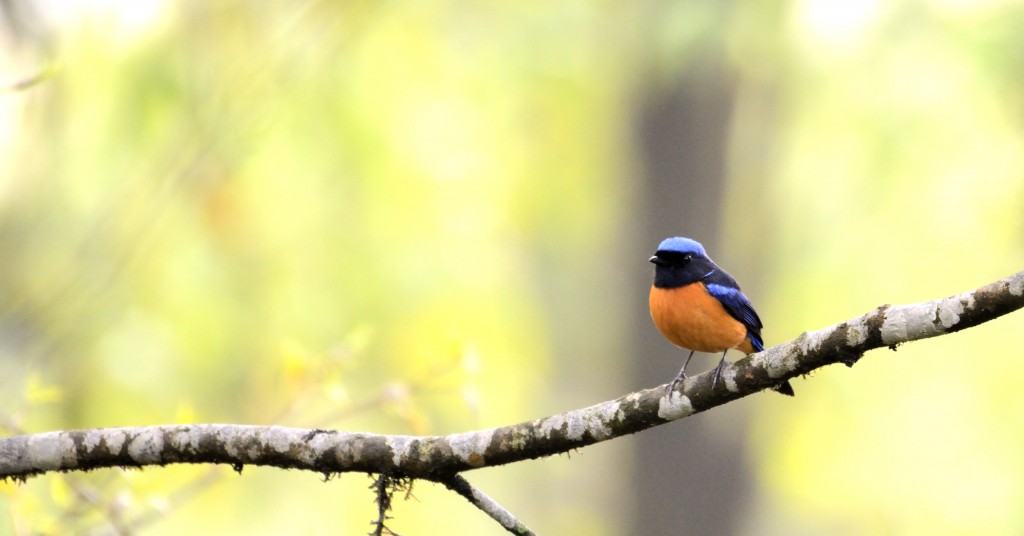 Rufous Bellied Niltava(Male)