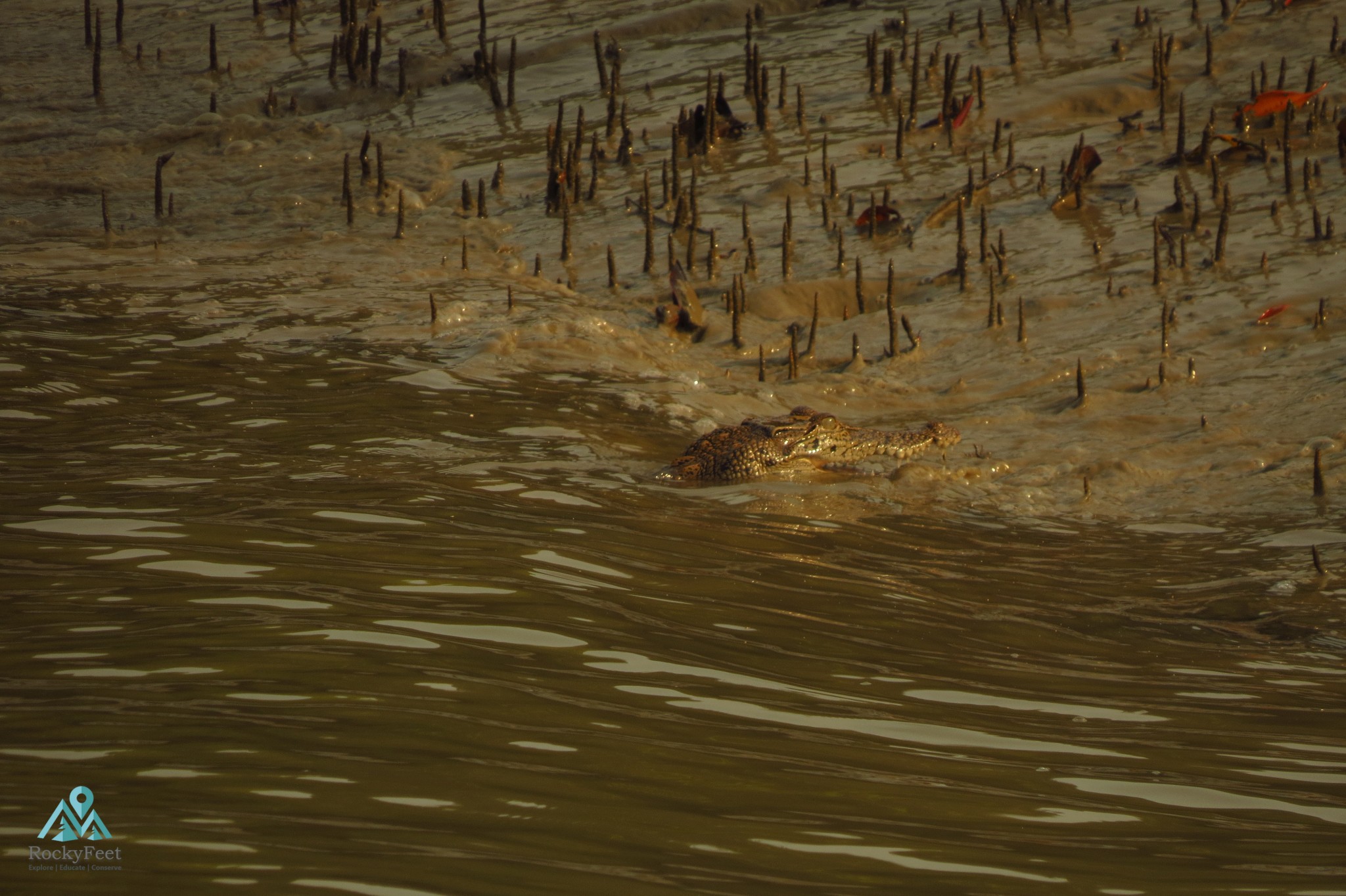 Estuarine Crocodile – Sunderbans Wildlife Trails