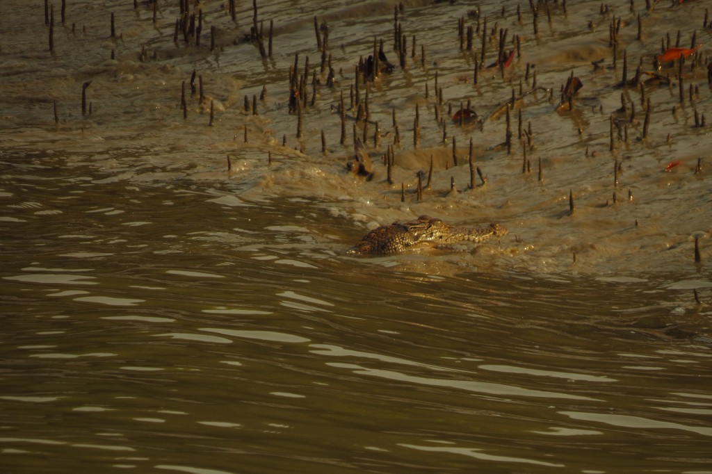Estuarine Crocodile (juvenile)