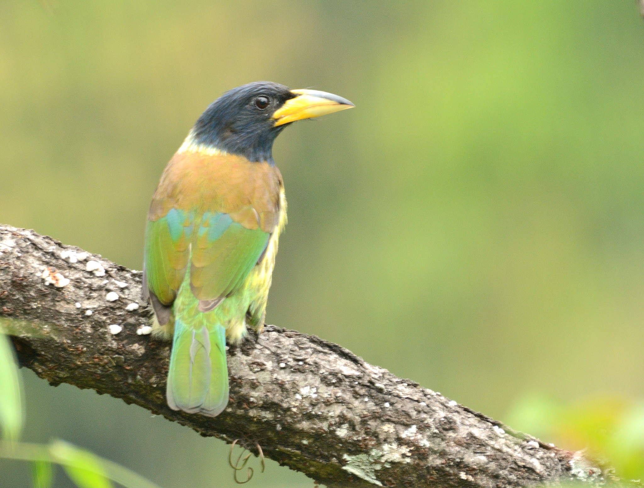 Latpanchar Birding Trail – Great Barbet