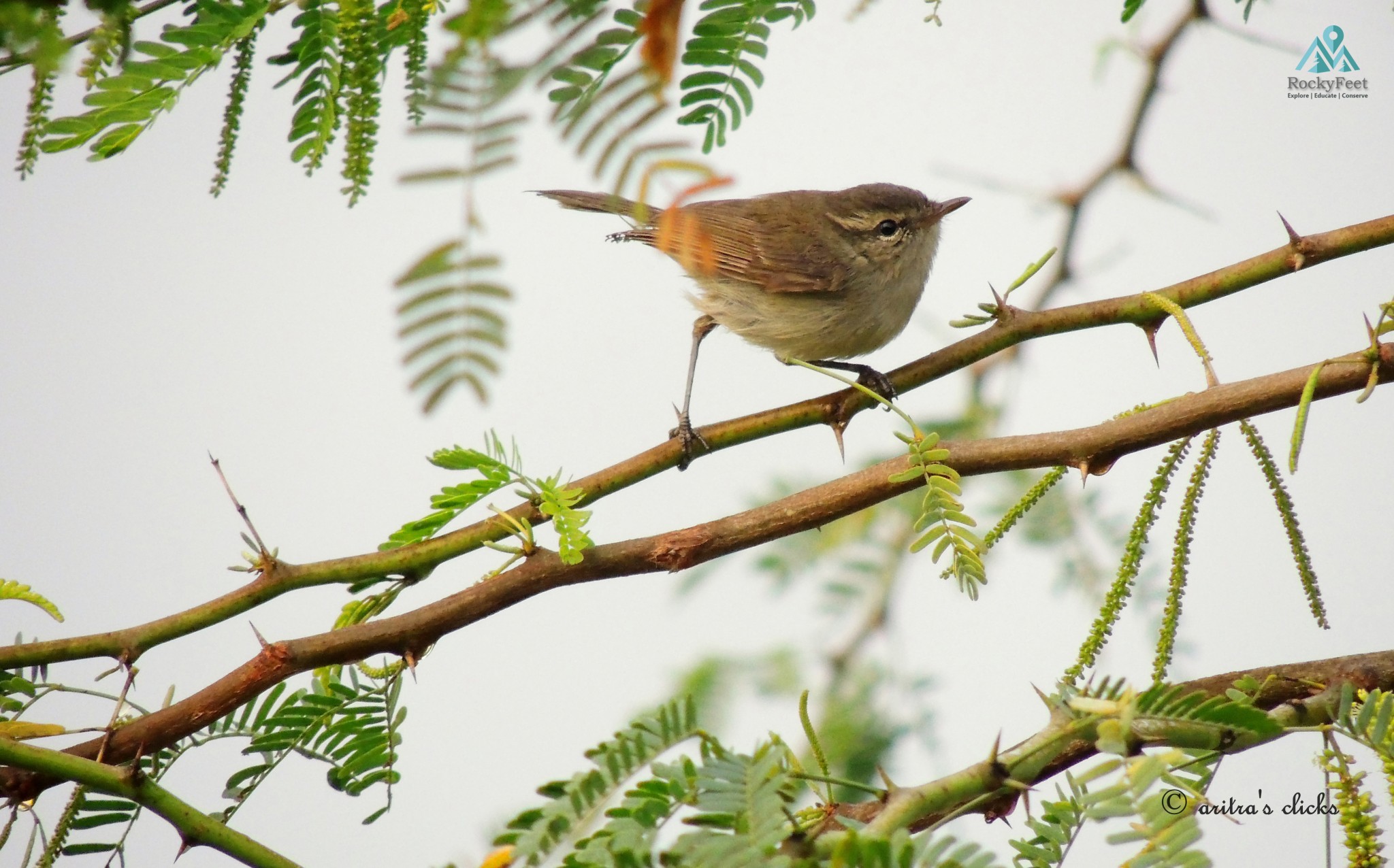 Greenish Warbler – Sunderbans Wildlife Trails