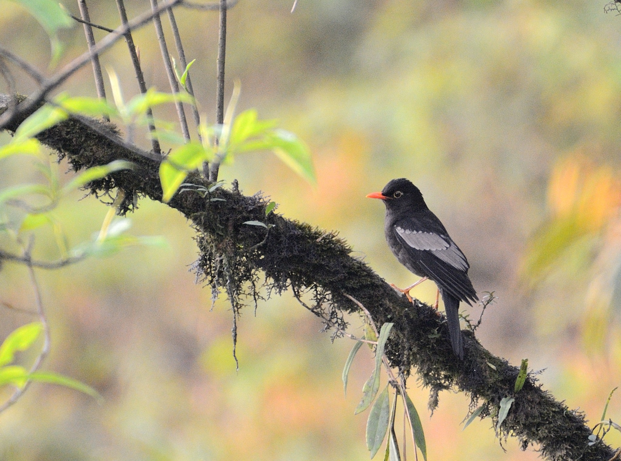 Latpanchar Birding Trail – Grey-Winged Blackbird (Male)