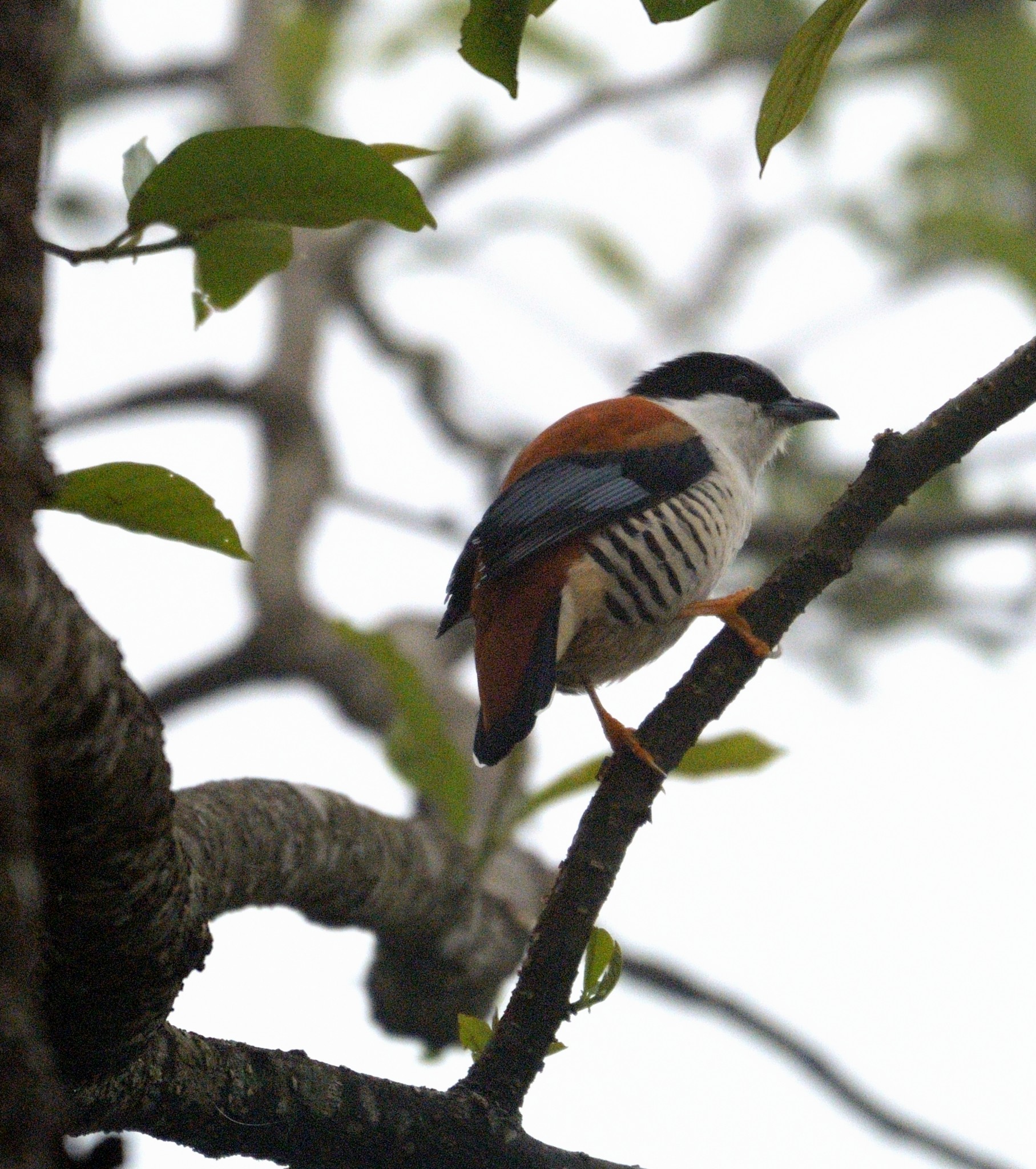 Latpanchar Birding Trail – Himalayan Cutia