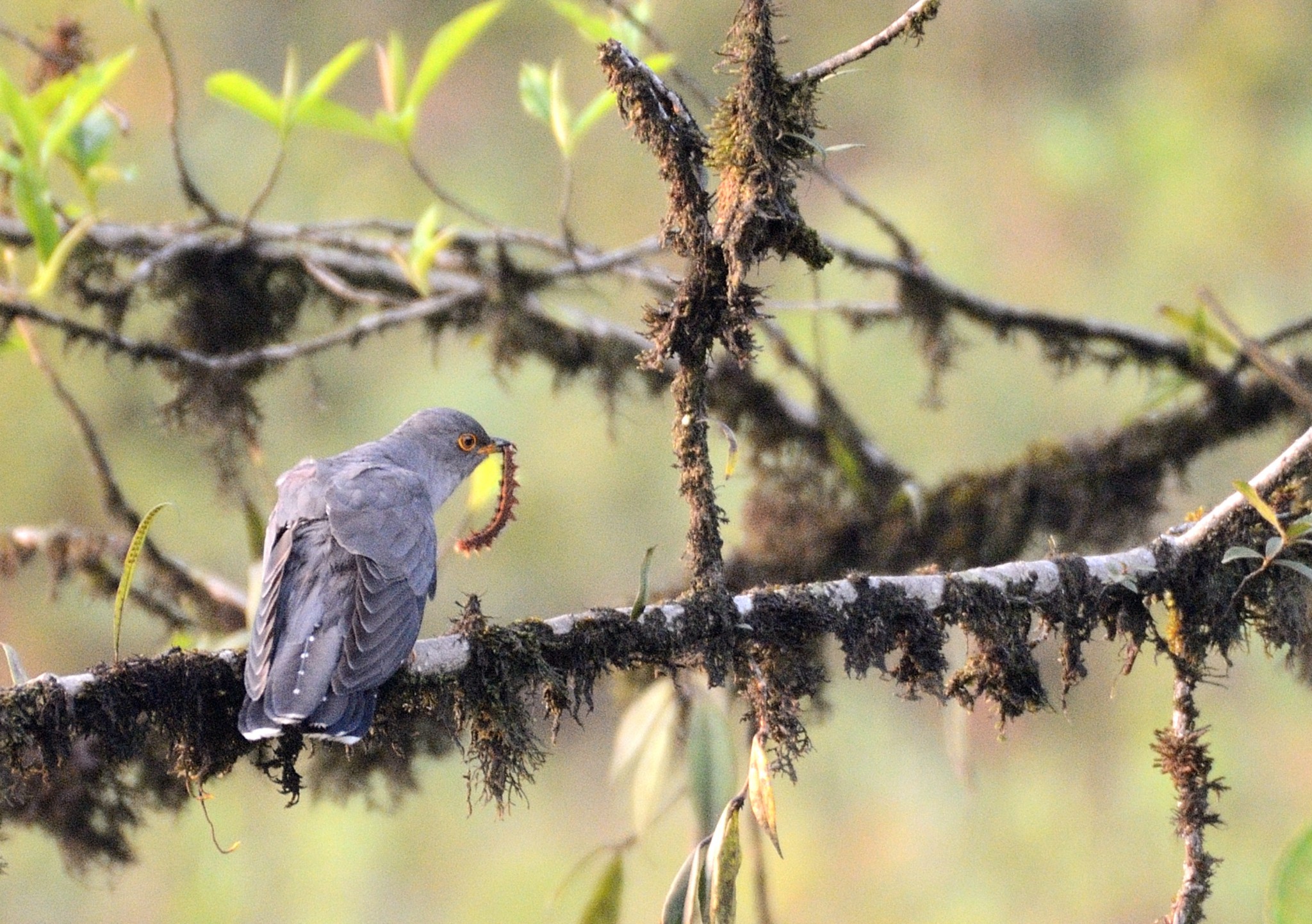 Latpanchar Birding Trail – Indian Cuckoo with a caterpillar catch