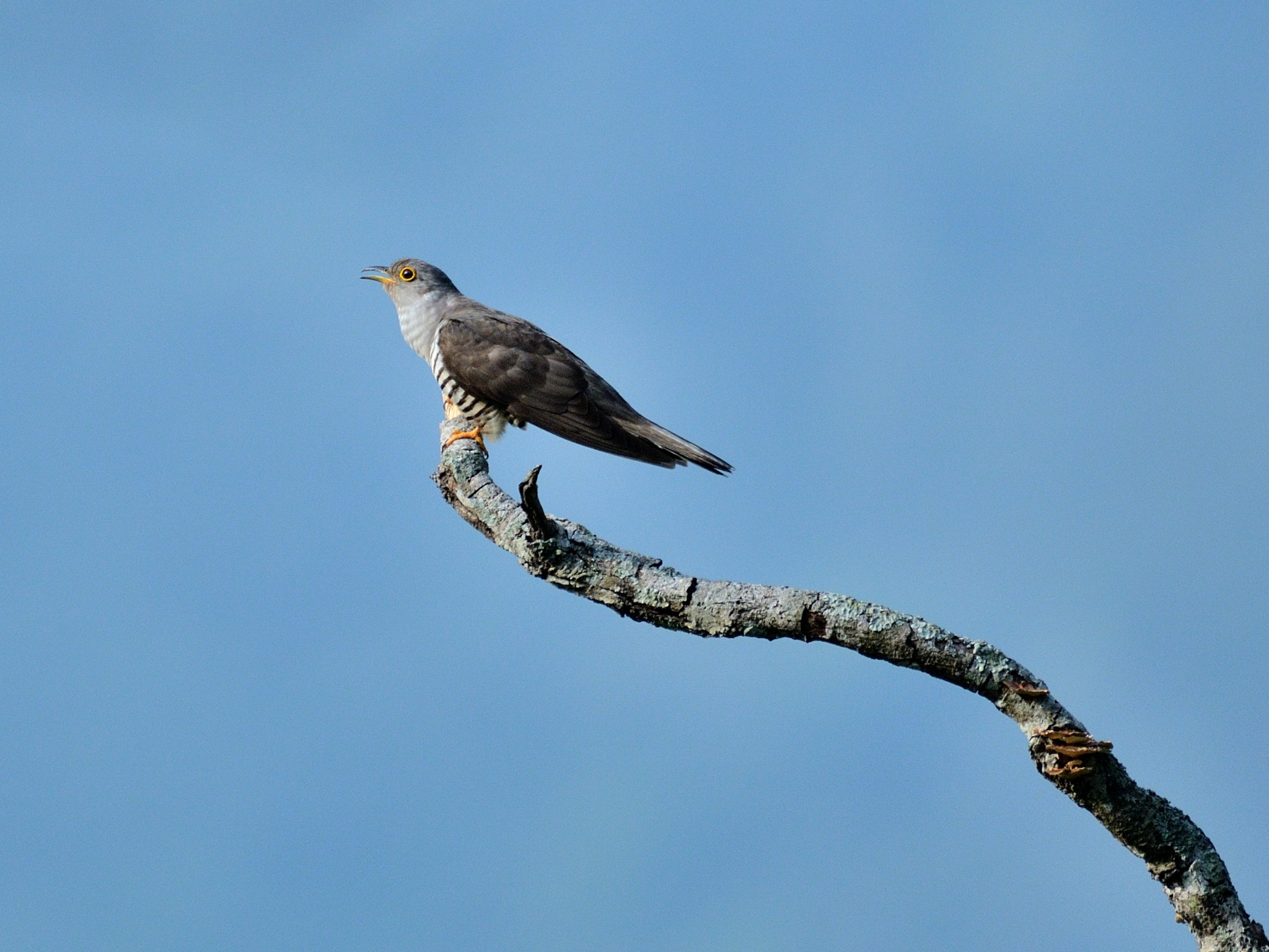 Latpanchar Birding Trail – Indian Cuckoo