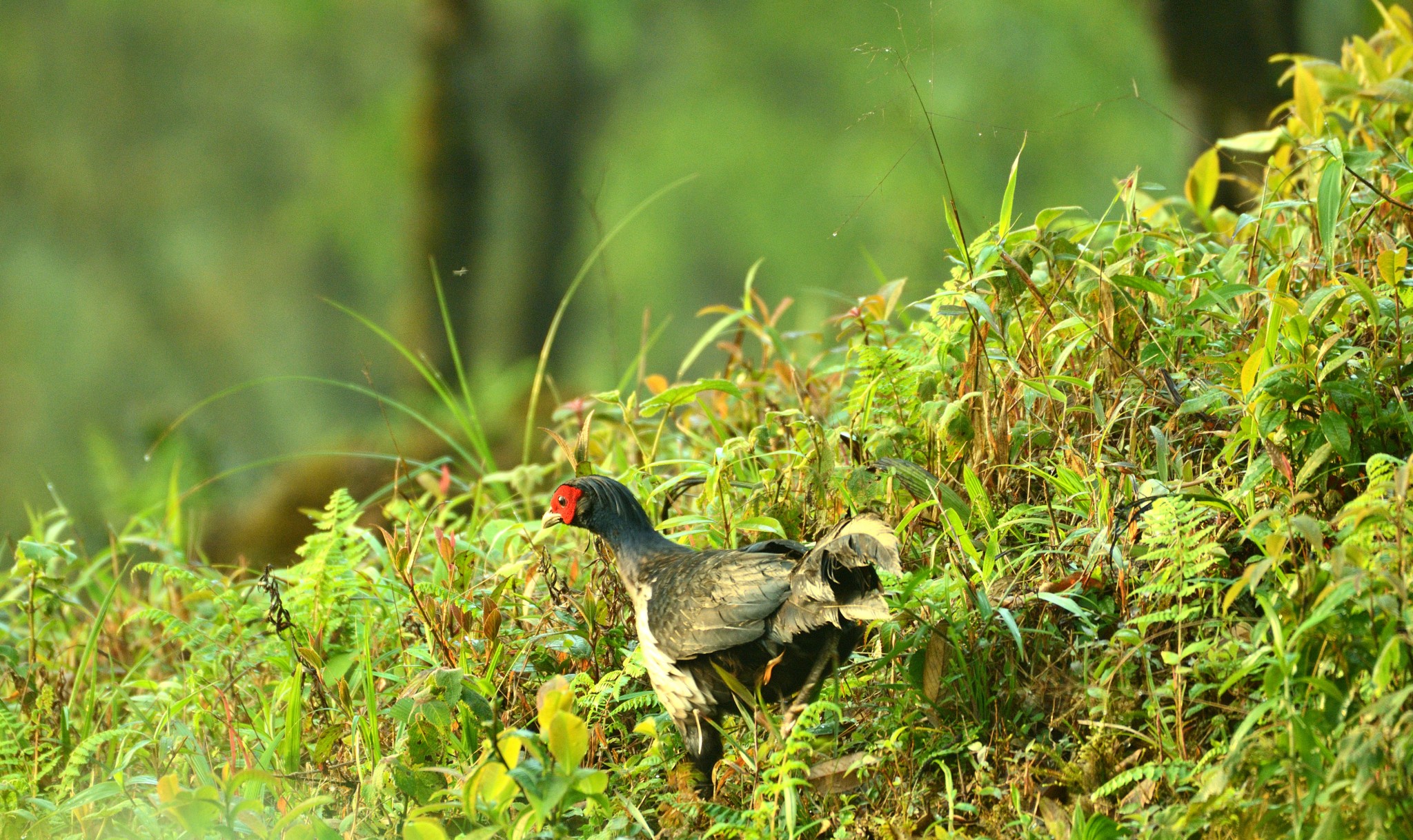 Latpanchar Birding Trail – Khalij Pheasant (male)