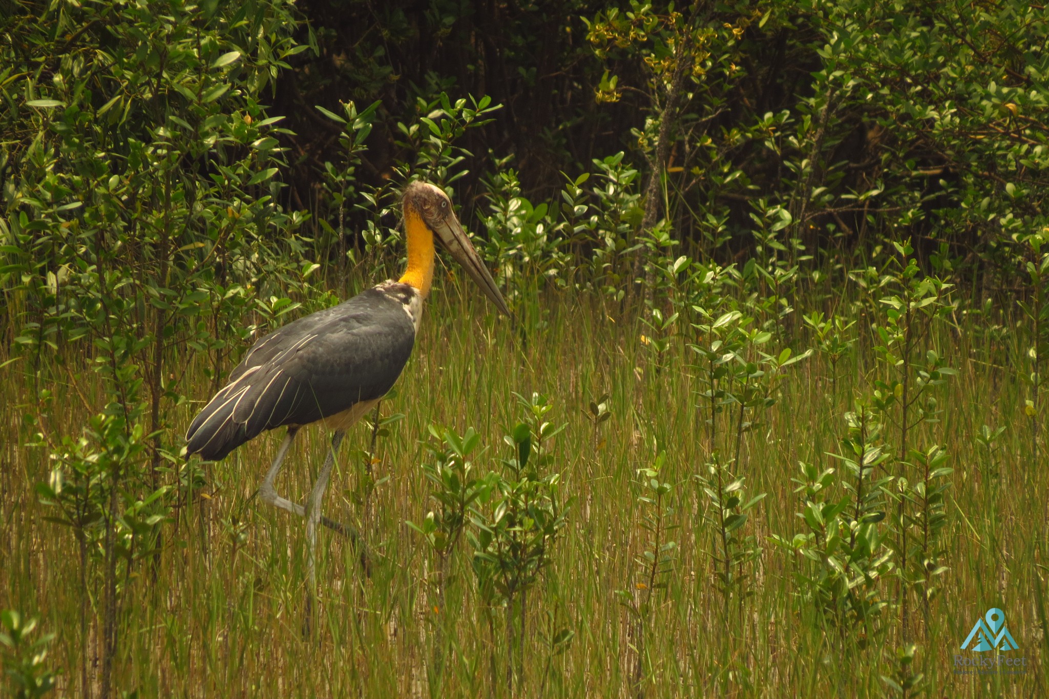 Lesser Adjutant Stork – Sunderbans Wildlife Trails