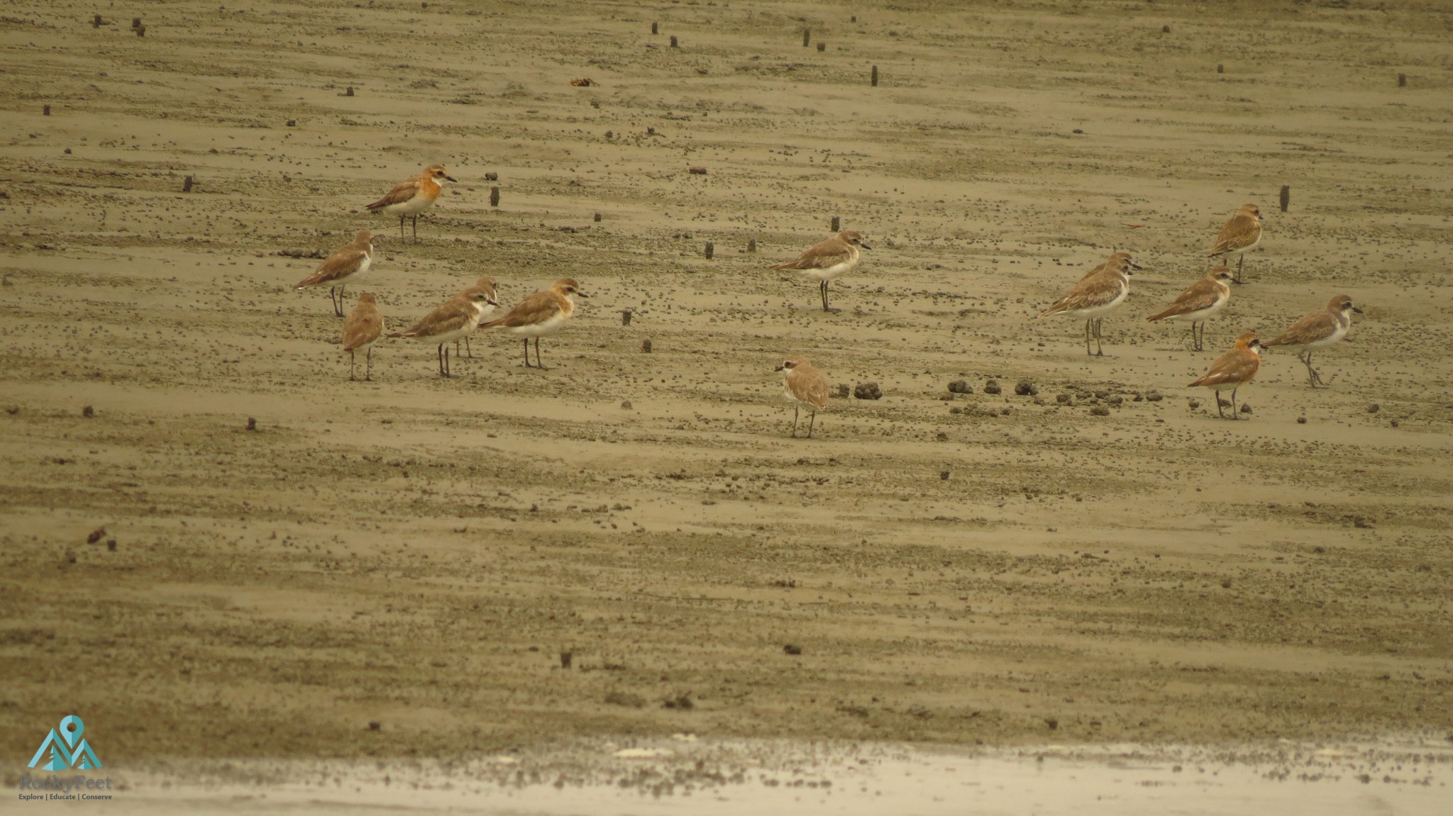Lesser Sand Plovers – Sunderbans Wildlife Trails