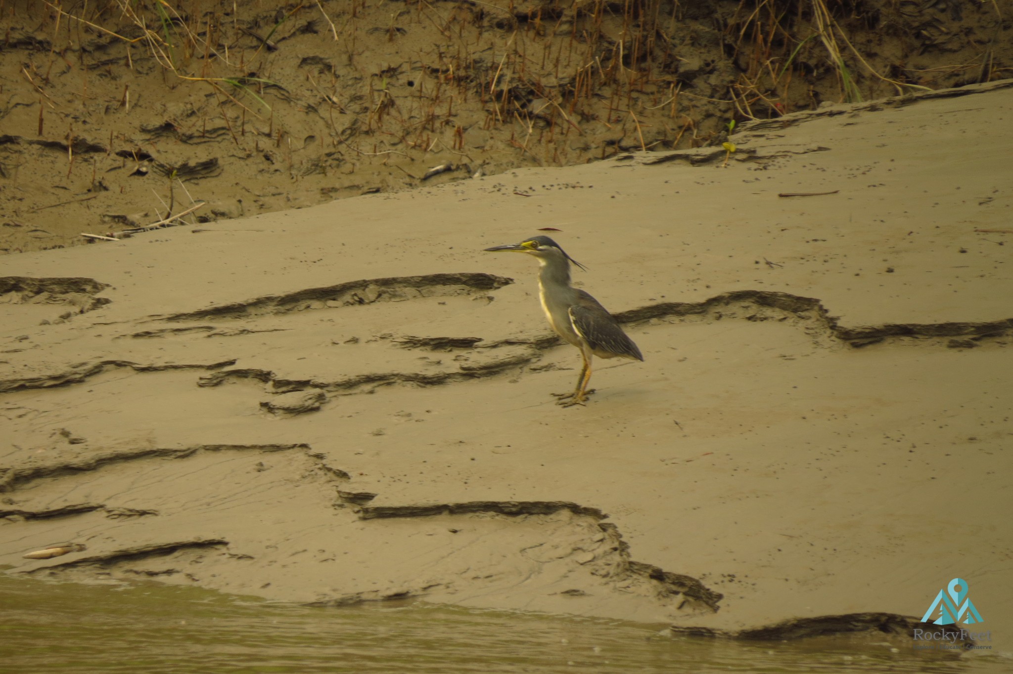 Little Heron – Sunderbans Wildlife Trail
