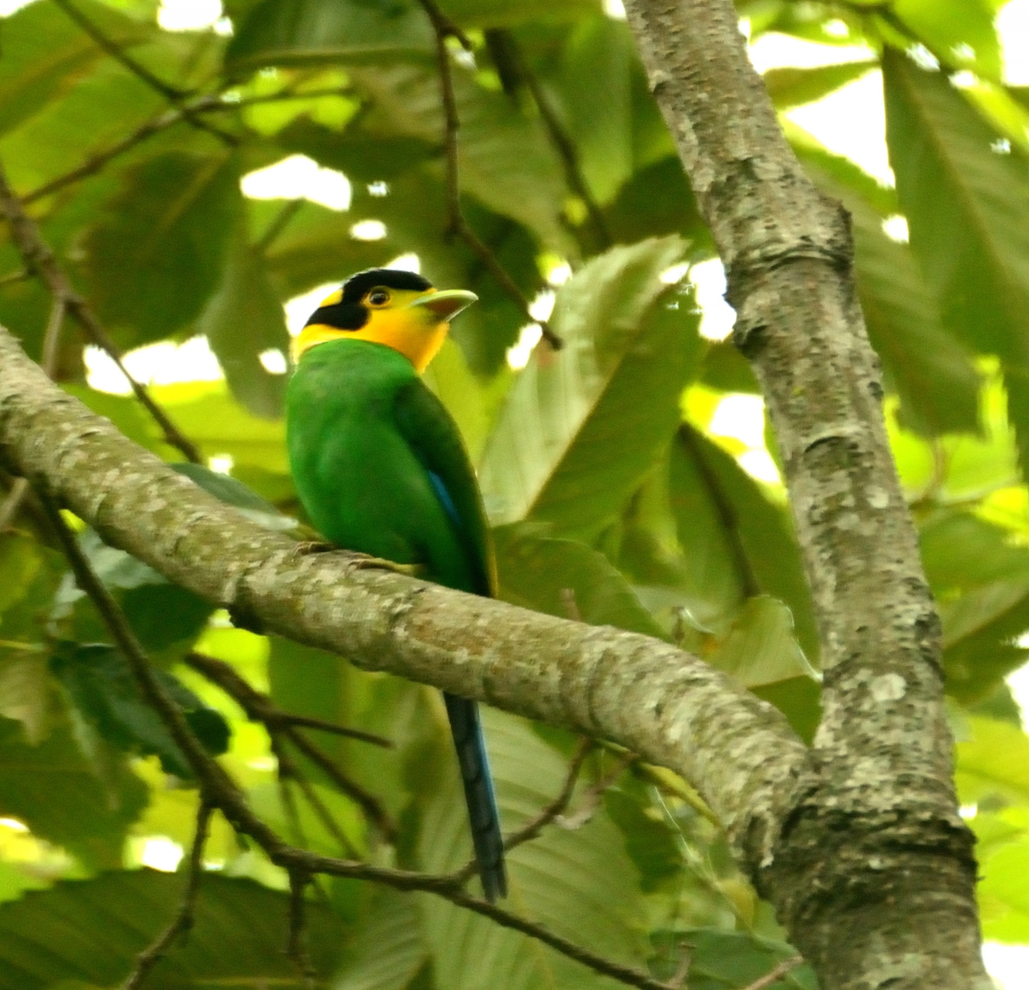 Latpanchar Birding Trail – Long-tailed Broadbill